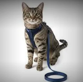 Correas para gatos