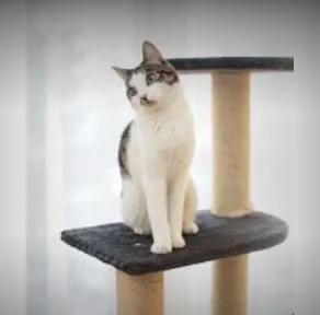 Accesorios para gatos